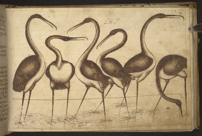 Birds, from Historia Animalium by Italian School
