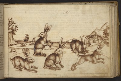 Rabbits (