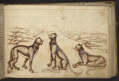 Add. 82955, f.170 Panther (