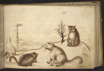 Wild cats (
