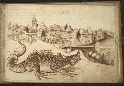 A Crocodile (