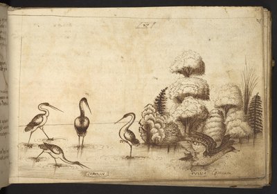 Add. 82955, f.26 Wading birds (