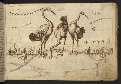 Cranes (