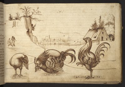 Chickens (