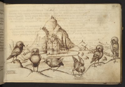 Birds (