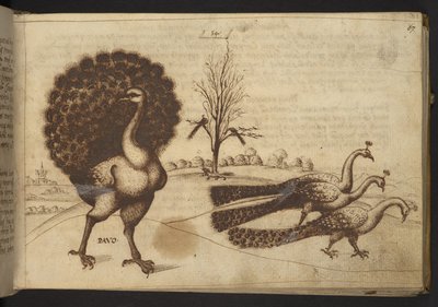 Peacocks (