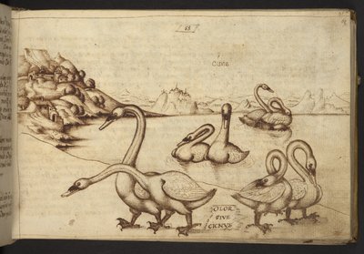 Swans (