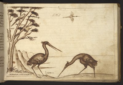 Heron (