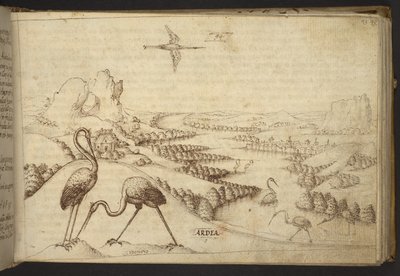 Herons (