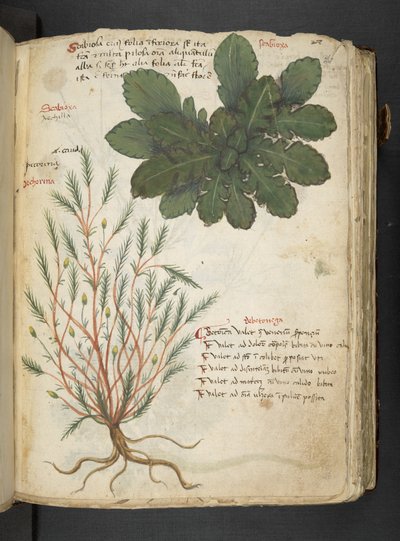 A herbal, Belluno by Italian School