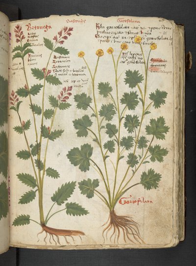 A herbal, Belluno by Italian School
