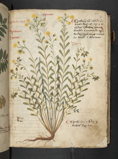 A herbal, Belluno by Italian School