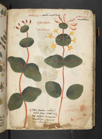 A herbal, Belluno by Italian School