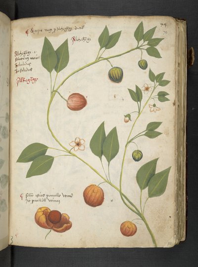 A herbal, Belluno by Italian School