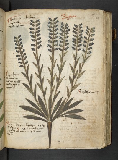 A herbal, Belluno by Italian School