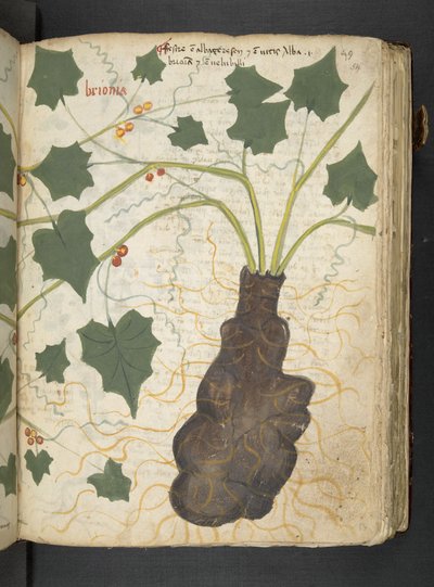 A herbal, Belluno by Italian School