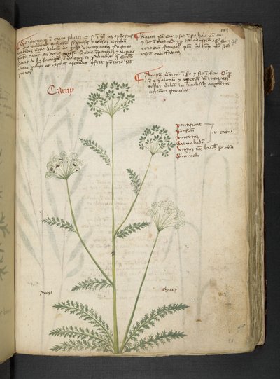 A herbal, Belluno by Italian School