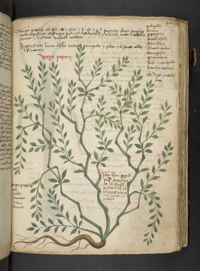 A herbal, Belluno by Italian School
