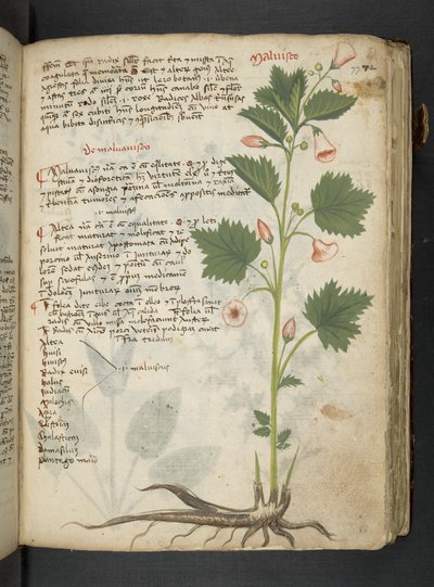 A herbal, Belluno by Italian School