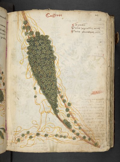 A herbal, Belluno by Italian School
