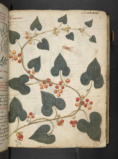A herbal, Belluno by Italian School