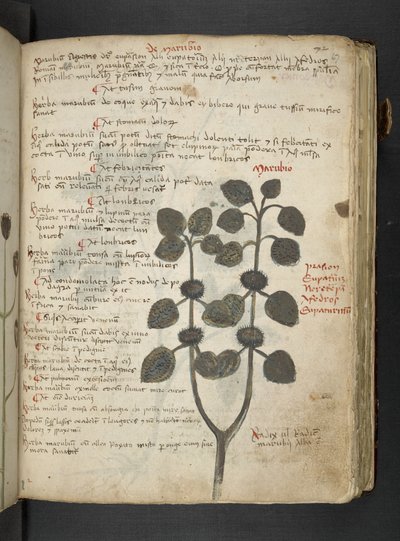 A herbal, Belluno by Italian School