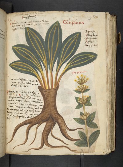 A herbal, Belluno by Italian School