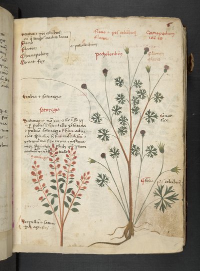 A Herbal, Belluno by Italian School
