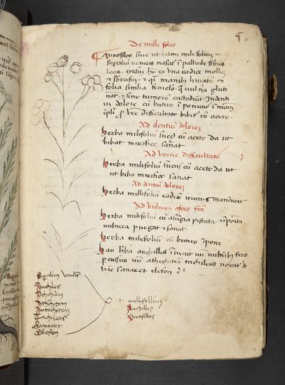 A Herbal, Belluno by Italian School