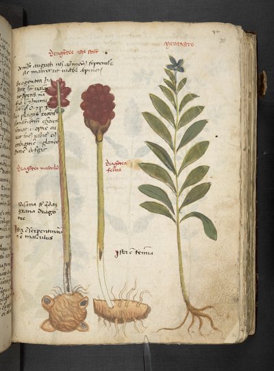 A Herbal, Belluno by Italian School