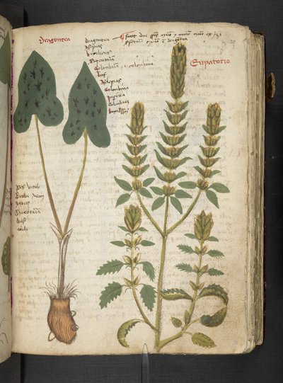 A Herbal, Belluno by Italian School