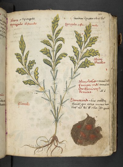 A Herbal, Belluno by Italian School