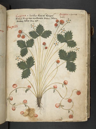 A Herbal, Belluno by Italian School