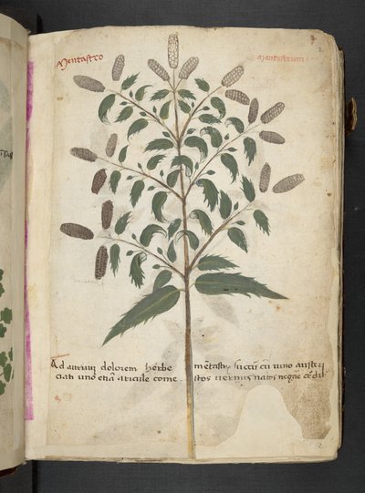 A Herbal, Belluno by Italian School