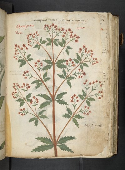 A Herbal, Belluno by Italian School