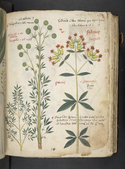 A Herbal, Belluno by Italian School