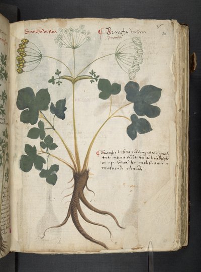 A Herbal, Belluno by Italian School