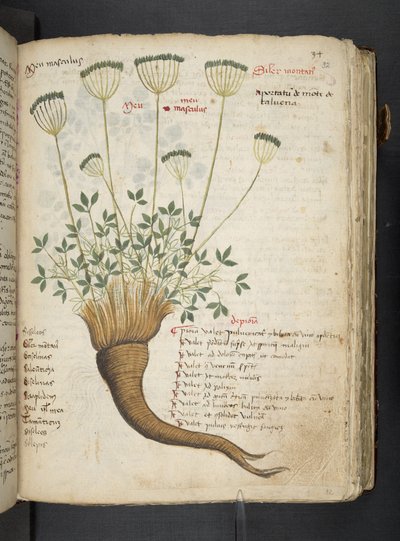 A Herbal, Belluno by Italian School
