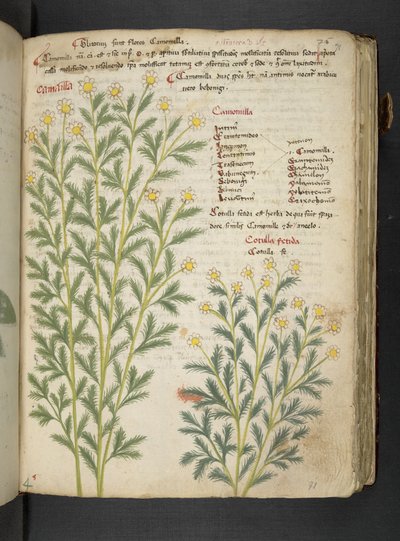 A Herbal, Belluno by Italian School