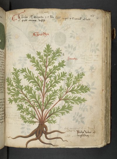 A Herbal, Belluno by Italian School