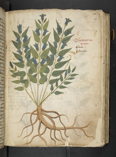 A Herbal, Belluno by Italian School