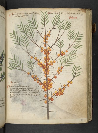 A Herbal, Belluno by Italian School