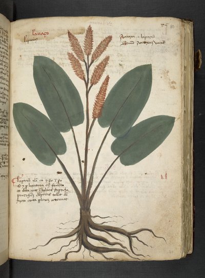 A Herbal, Belluno by Italian School