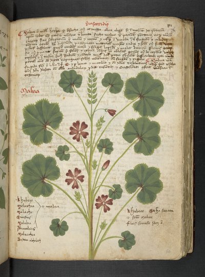 A Herbal, Belluno by Italian School