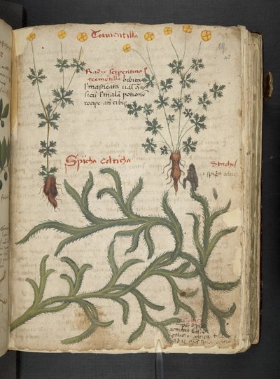 A Herbal, Belluno by Italian School