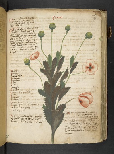 A Herbal, Belluno by Italian School
