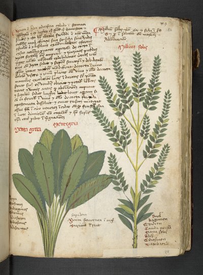 A Herbal, Belluno by Italian School