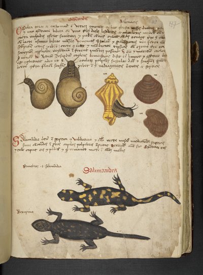 Chiocciole and Salamandra, from A Herbal, Belluno by Italian School