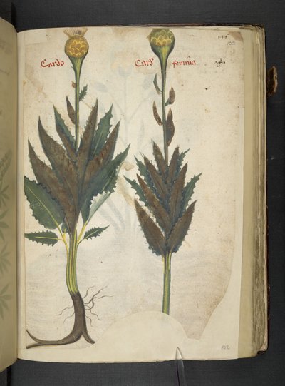 Cardo, A Herbal, Belluno by Italian School