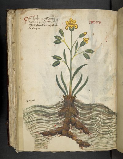 Achoro, from A Herbal, Belluno by Italian School